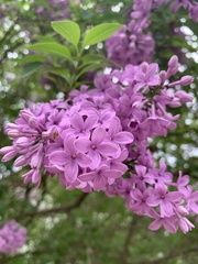 Syringa