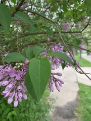 Syringa