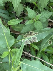 Pegomya bicolor