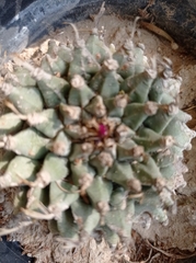 Turbinicarpus