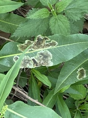 Pegomya bicolor