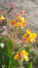 Canna × generalis