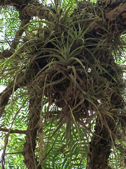 Tillandsia incarnata