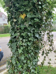 Hedera