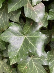 Hedera