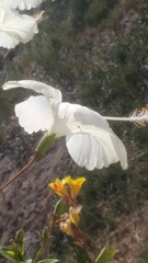 Hibiscus rosa-sinensis