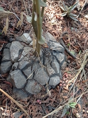 Dioscorea mexicana