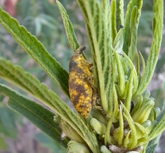 Gasteroclisus