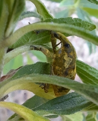 Gasteroclisus