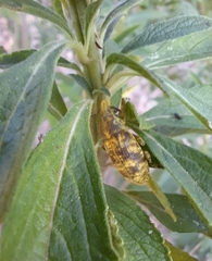 Gasteroclisus