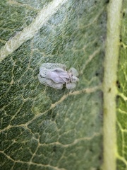 Corythucha immaculata