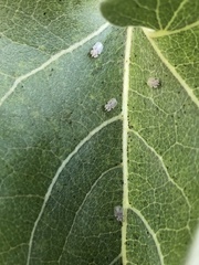 Corythucha immaculata