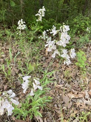 Penstemon arkansanus