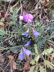 Lathyrus brachycalyx