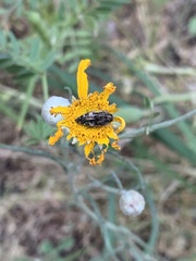 Acmaeodera hepburnii