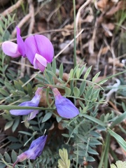 Lathyrus brachycalyx