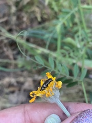 Acmaeodera hepburnii