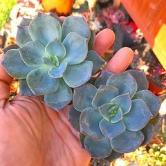 Echeveria bicolor