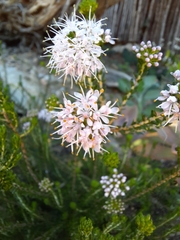 Agathosma gonaquensis