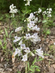 Penstemon arkansanus
