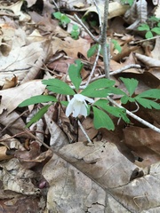 Daniel Atha, CC0, iNaturalist via GBIF Anemone quinquefolia, photograph Daniel Atha, CC0, iNaturalist via GBIF