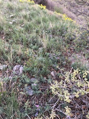 Lathyrus brachycalyx