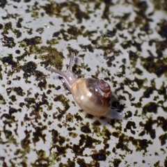 Parakaliella