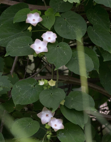 Polystemma guatemalense