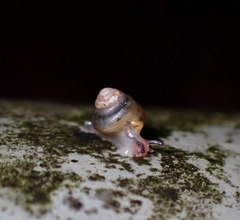 Parakaliella