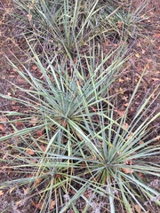 Yucca necopina