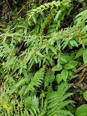 Boehmeria densiflora