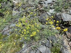 Lomatium ambiguum