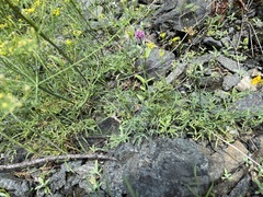 Lomatium ambiguum