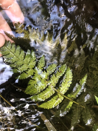 Deparia cataracticola
