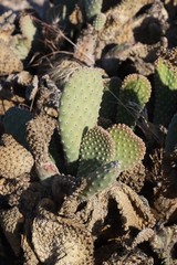 Opuntia basilaris brachyclada