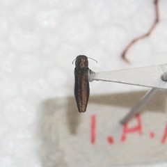 Agrilus egenus