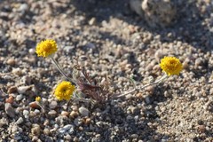 Opuntia basilaris brachyclada