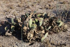 Opuntia basilaris brachyclada