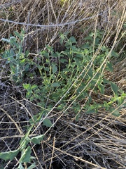 Atriplex suberecta