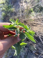 Atriplex suberecta