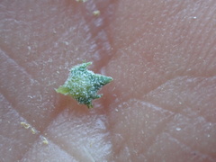Atriplex suberecta