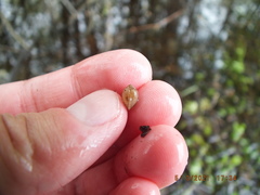 Sphaerium occidentale