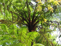 Sphaeropteris lepifera