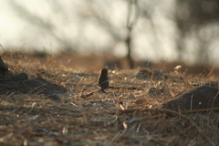 Haemorhous mexicanus