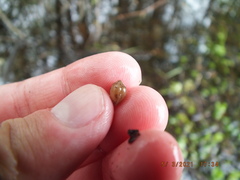 Sphaerium occidentale