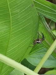 Plexippus paykulli
