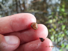 Sphaerium occidentale