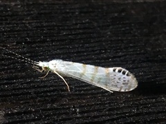 Nectopsyche exquisita