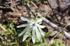 Passiflora palmeri