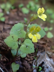 Erythranthe taylorii
